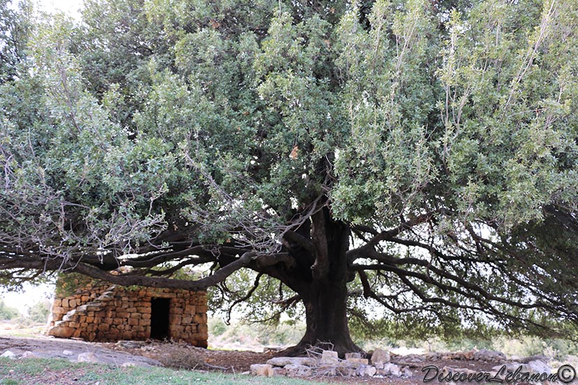 Oak tree in South Lebanon